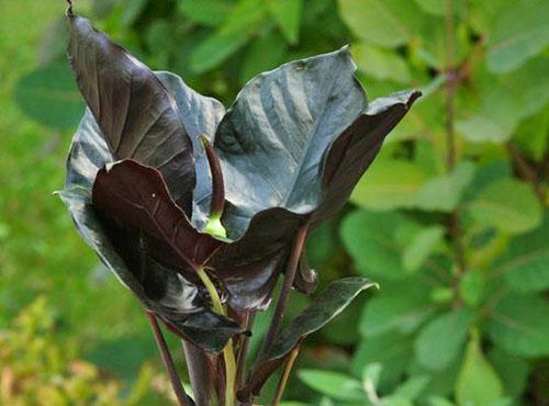 Alocasia Magie Noire