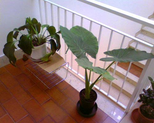 Alocasia pour la maison