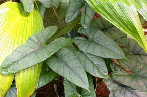 Alocasia Corazón