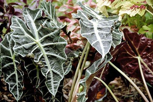 Alocasia Polly