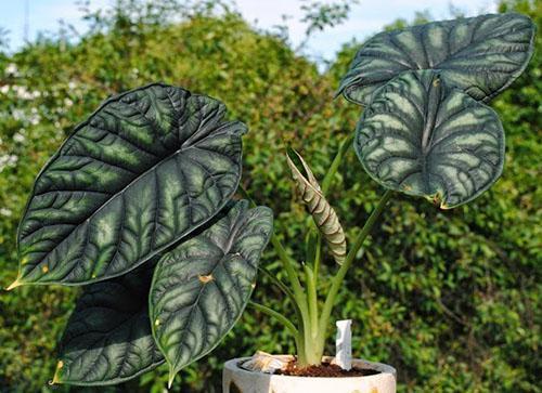 Dragon d'Alocasia