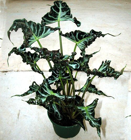 Locasia Alocasia