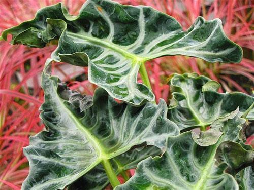 Feuilles d'Alocasia de forme et de couleur inhabituelles