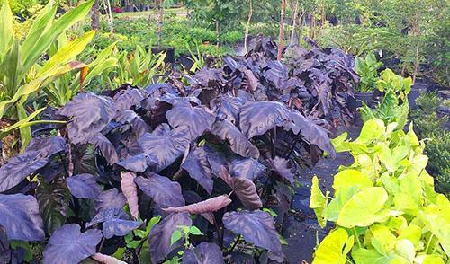 Il existe plusieurs dizaines de types d'alocasia dans la nature.