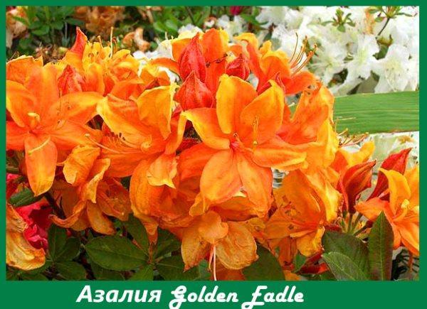 Águila real de azalea