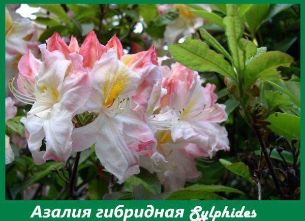 Sílfides híbridos de azalea