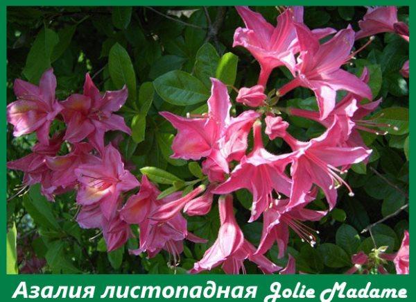 Azalea caducifolia Jolie Madame
