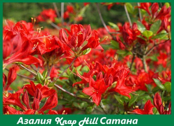 Azalea Knap Hill Satan