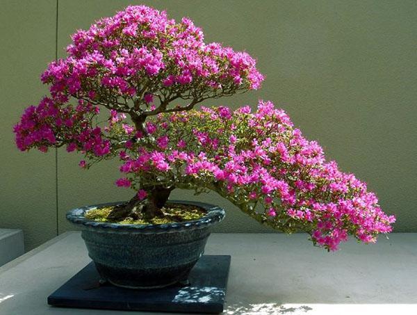 Un ejemplo de la formación de una azalea japonesa en forma de bonsái.
