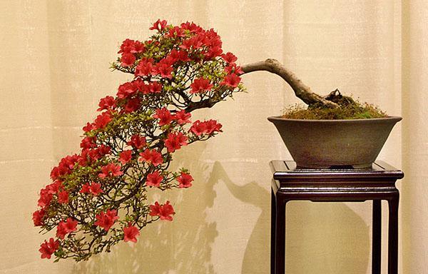 Bonsai basado en azalea japonesa