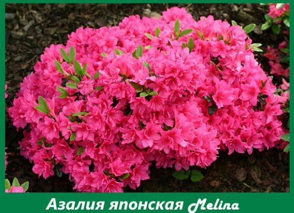 Azalea japonesa melina