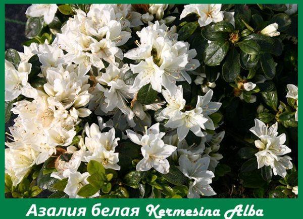 Azalea blanca Kermesina Alba