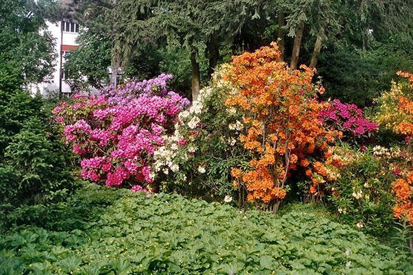 Azaleas híbridas e indias en el jardín.