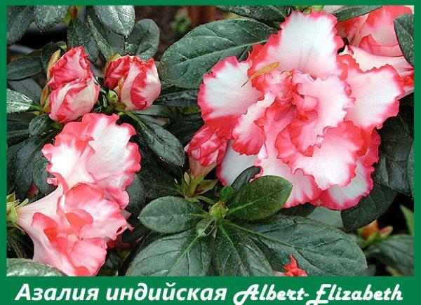 Azalea india Albert-Elizabeth