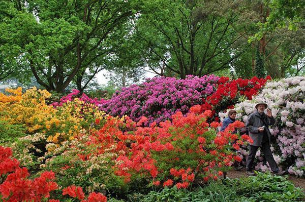 Azaleas florecientes en el jardín botánico.