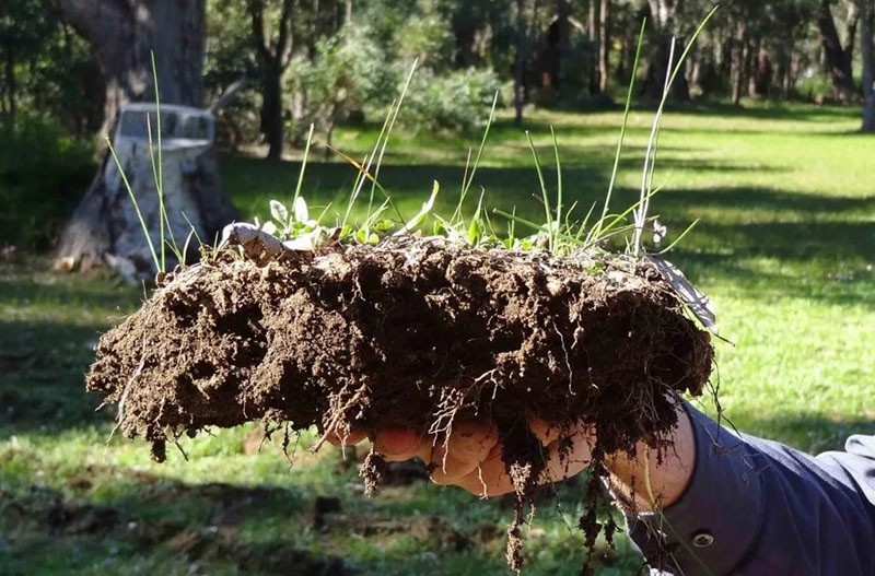 fertilidad del suelo