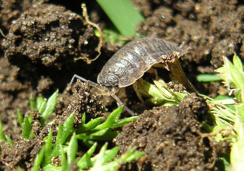 invasion de nuisibles