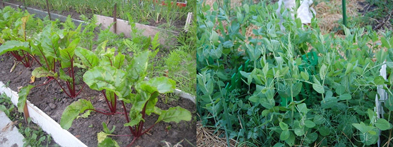 diferentes plantas en el mismo jardín