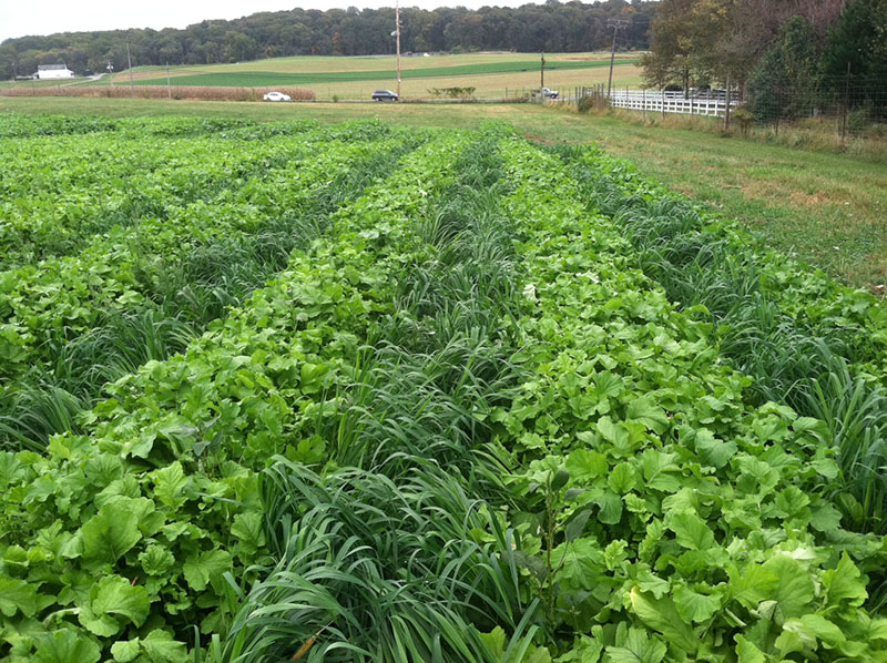 alelopatía vegetal en el campo