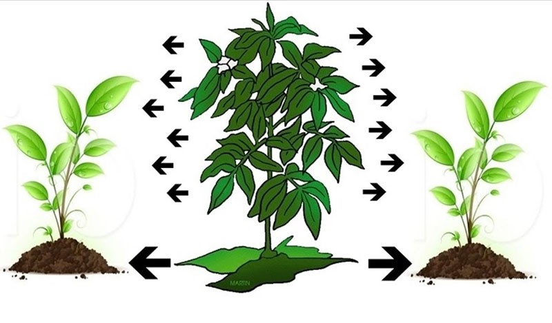 alelopatía o la influencia de las plantas entre sí