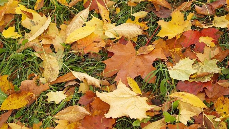feuilles mortes