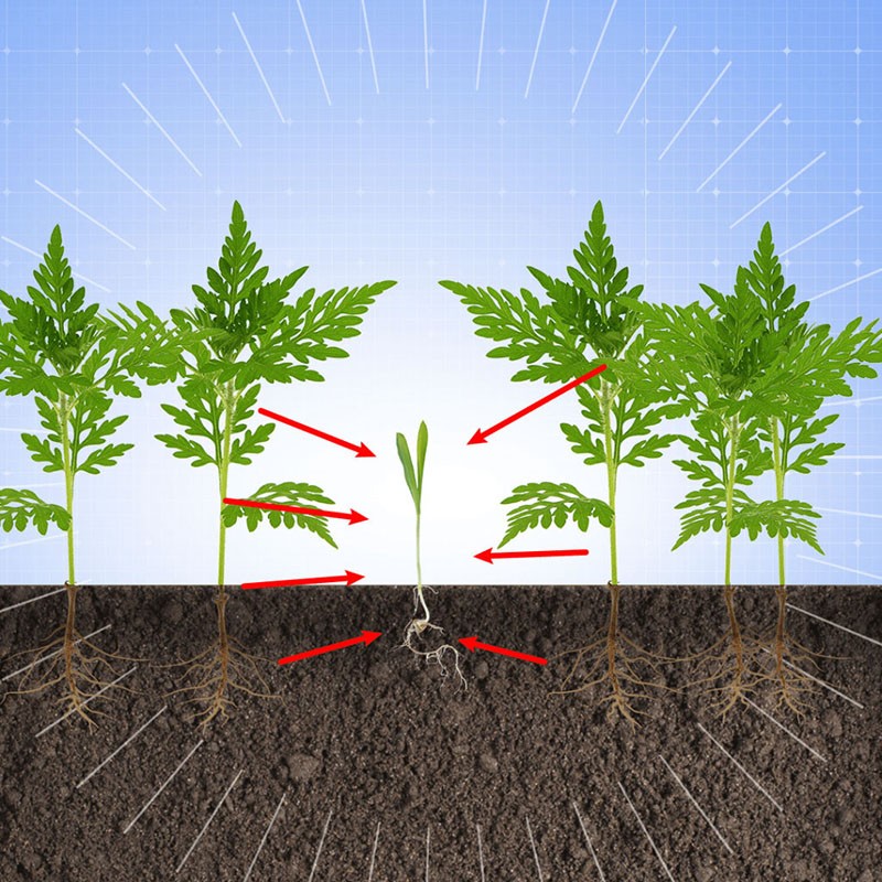l'influence des plantes les unes sur les autres