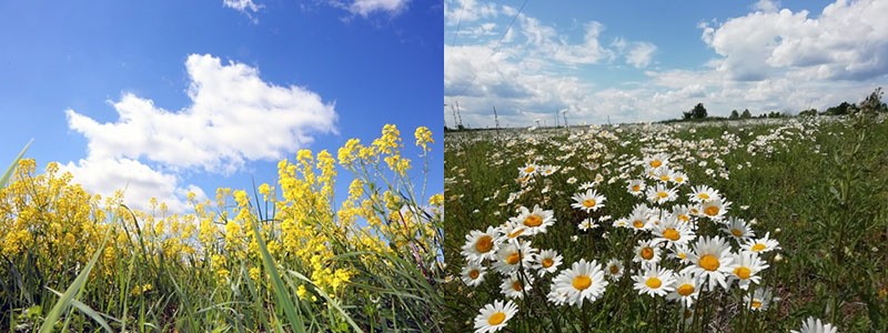 plantes sur le terrain