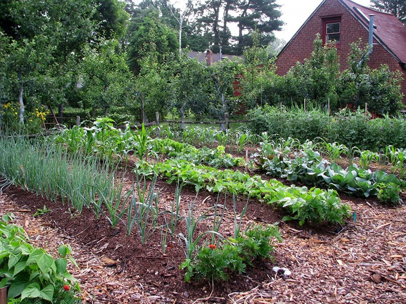 allélopathie des plantes du jardin