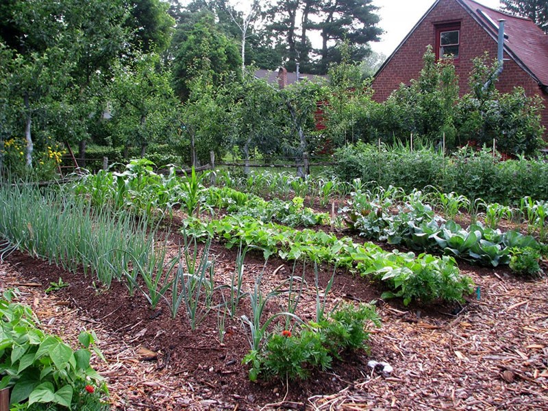 alelopatía de las plantas en el jardín