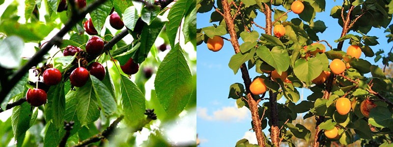 cultivos hortícolas