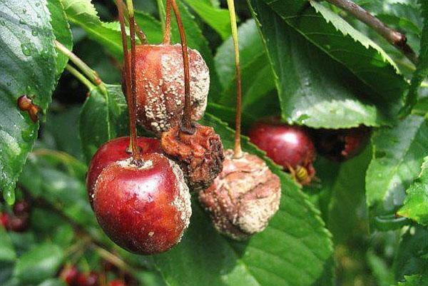 pudrición de la cereza