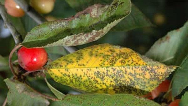 coccomycose des feuilles de cerisier