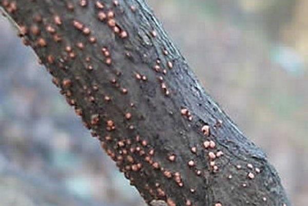 destruction du bois par les champignons