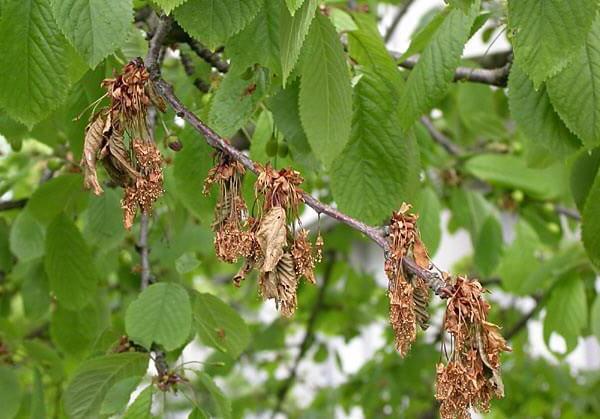 enfermedad de la moniliosis de la cereza