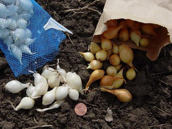 différentes variétés de matériel de plantation