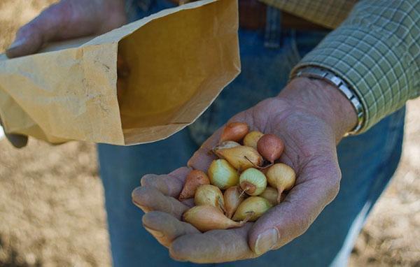 matériel de plantation de bonne qualité