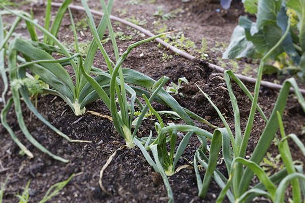 les oignons poussent dans le jardin