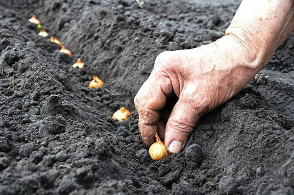 ensembles d'oignons plantant en pleine terre