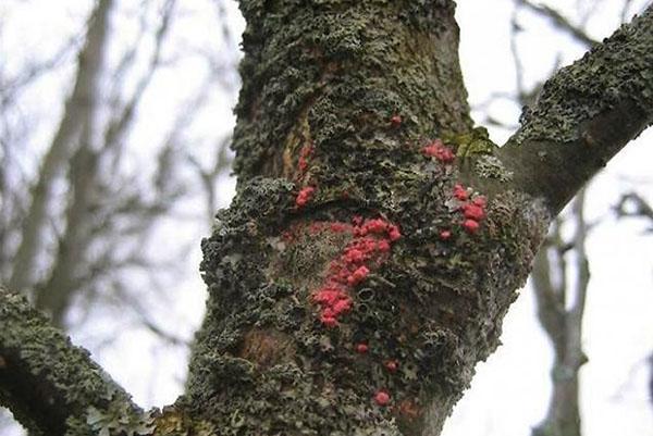 Avant la pulvérisation, le tronc de l'arbre doit être nettoyé