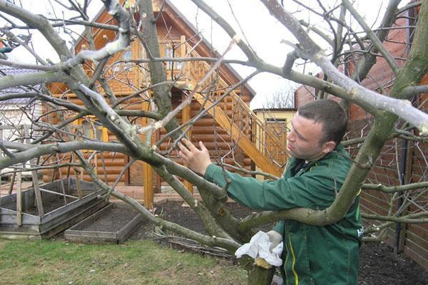 Les lieux de coupes sont traités au vernis de jardin