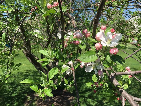 Floraison abondante de l'arbre