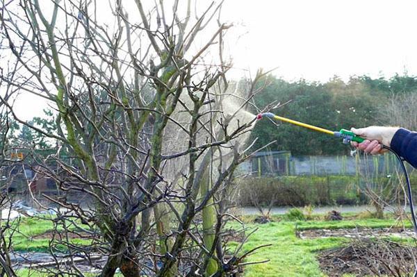 Lorsque vous pulvérisez des produits chimiques sur les arbres, vous devez respecter scrupuleusement les instructions.