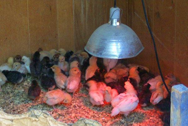 Usar una lámpara de calentamiento para pollitos