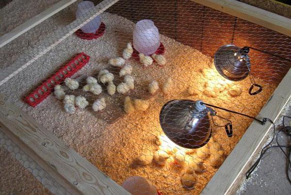 Des conditions confortables pour les poussins