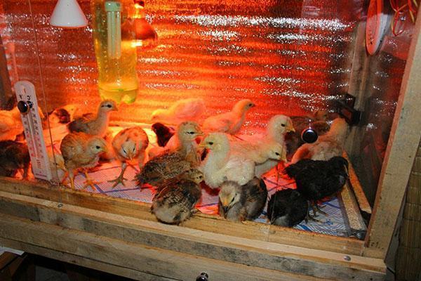 Mantener a los pollitos en una incubadora con calefacción