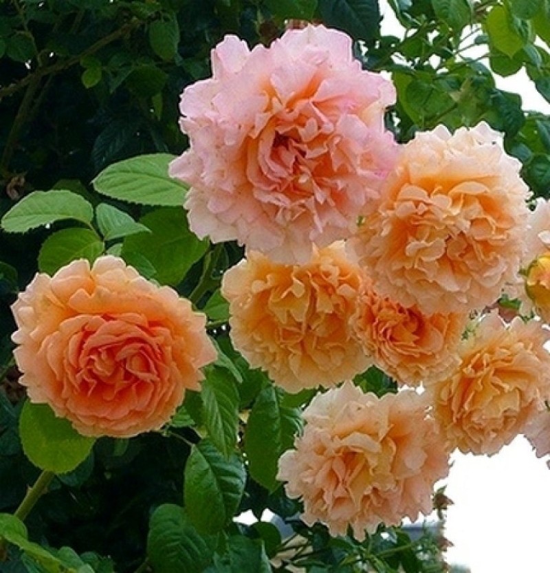 rosier mandarine