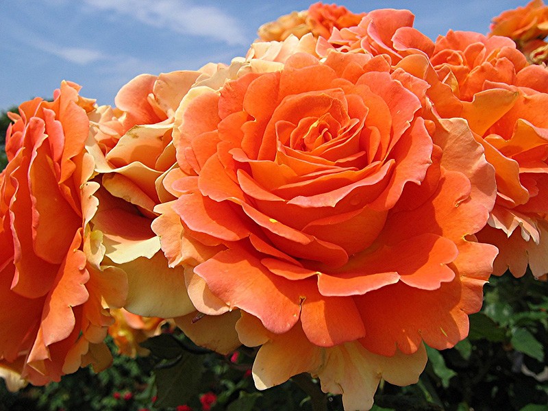 rose romance mandarine