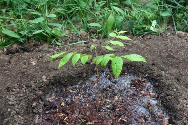 plantar una plántula en el suelo
