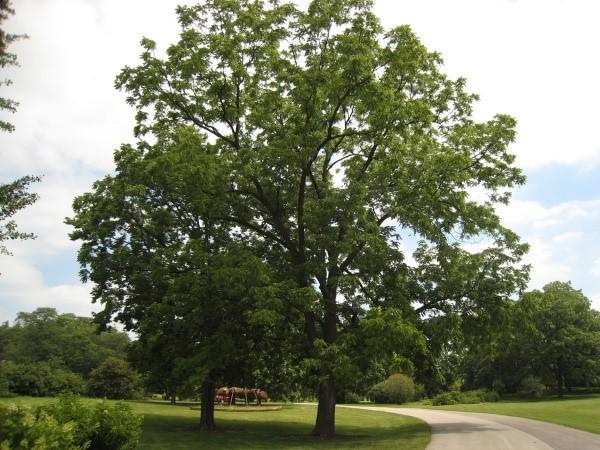 madera de nogal negro