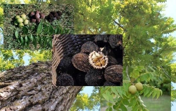 plantación y cuidado del nogal negro